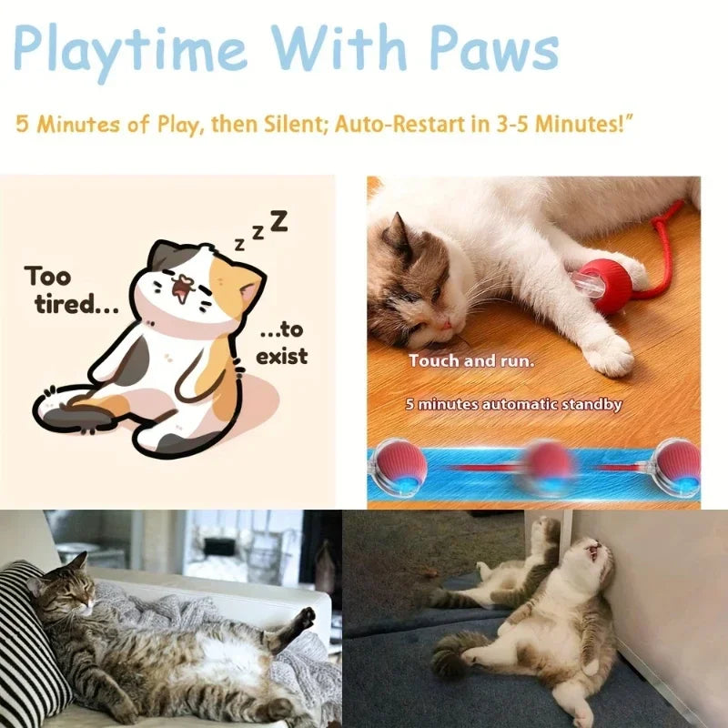Funny cat