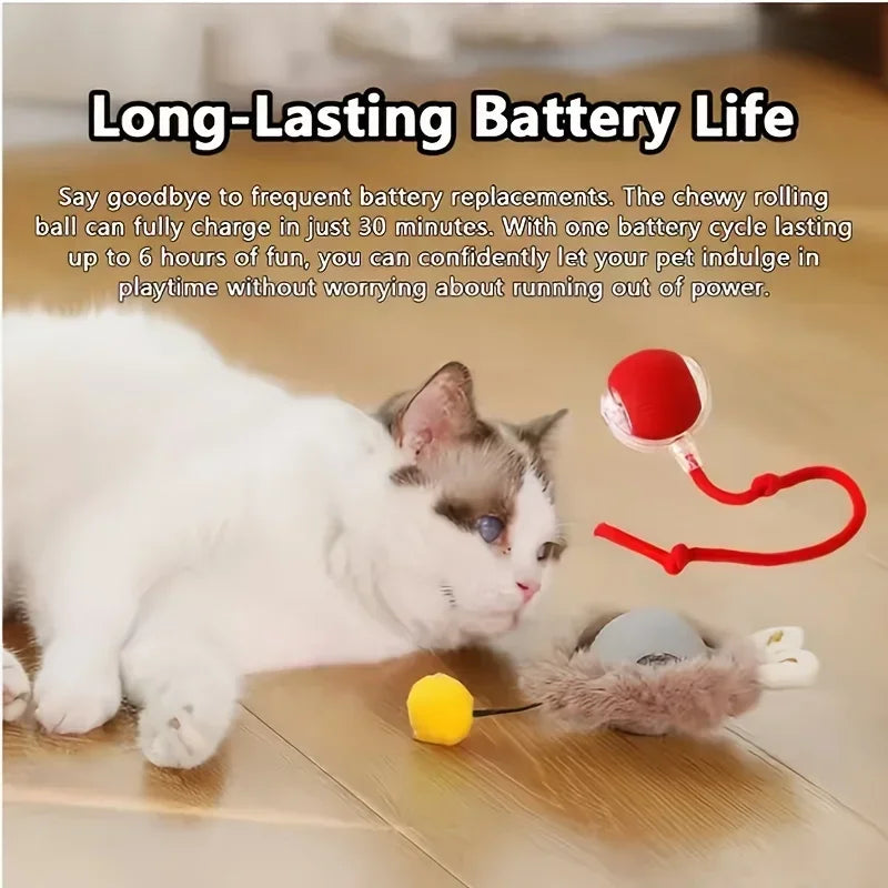 Funny cat