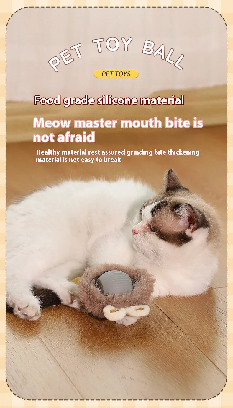 Funny cat