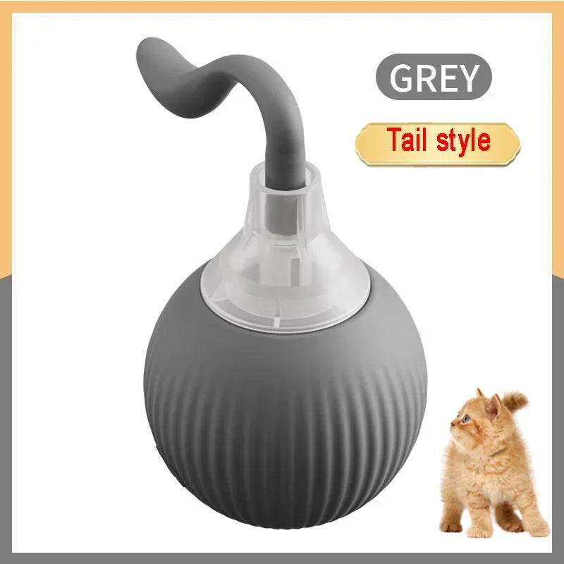 Funny cat