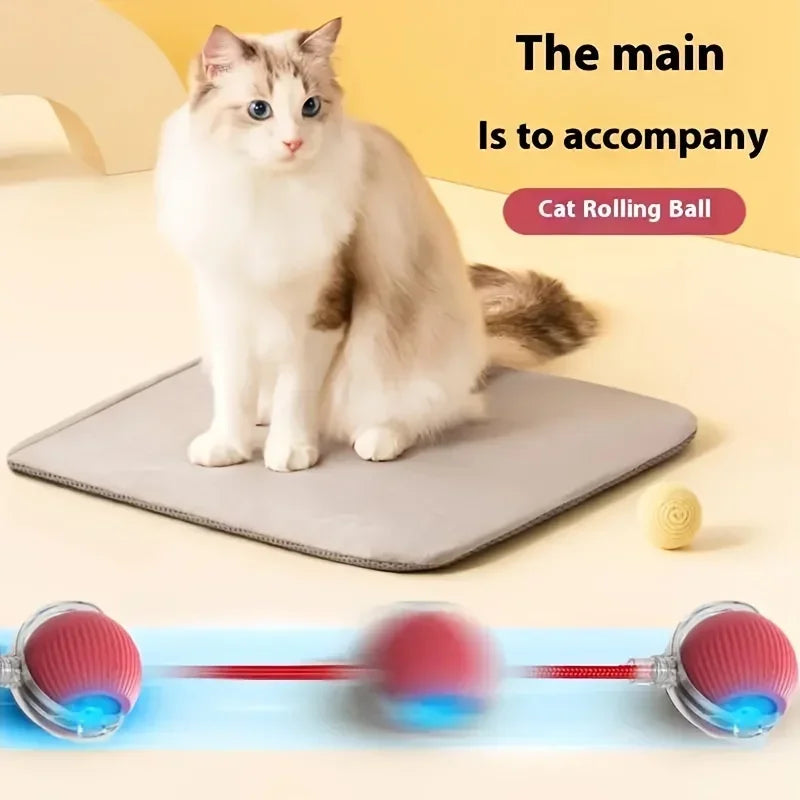 Funny cat