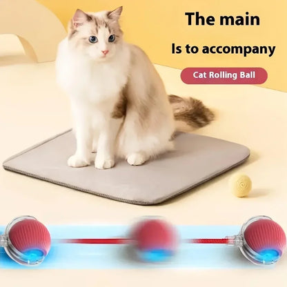 Funny cat