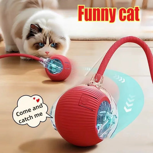 Funny cat