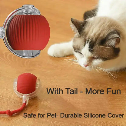 Funny cat